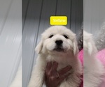 Small Photo #6 Great Pyrenees Puppy For Sale in SCOTTSVILLE, KY, USA