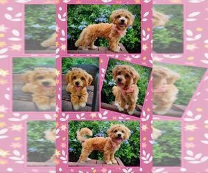 Bichpoo-Poochon Mix Puppy for sale in CLERMONT, FL, USA