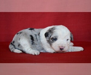 Aussiedoodle Puppy for Sale in NEW MARKET, Tennessee USA