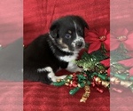 Small Photo #11 Cowboy Corgi Puppy For Sale in MENIFEE, CA, USA