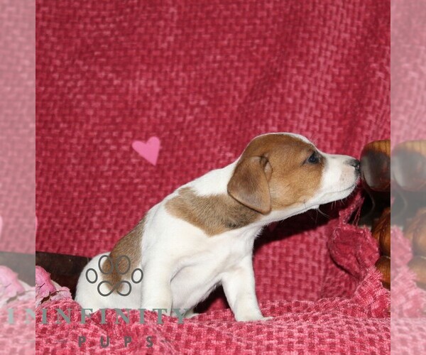 Medium Photo #3 Jack Russell Terrier Puppy For Sale in KIRKWOOD, PA, USA