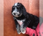 Small Photo #4 Aussiedoodle Miniature  Puppy For Sale in COUCH, MO, USA