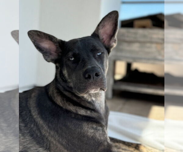 Medium Photo #1 Mutt Puppy For Sale in Dana Point, CA, USA