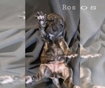 Small #6 American Staffordshire Terrier-Catahoula Leopard Dog Mix