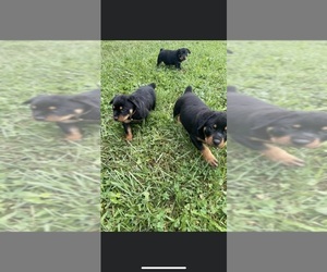 Rottweiler Puppy for sale in RITTMAN, OH, USA
