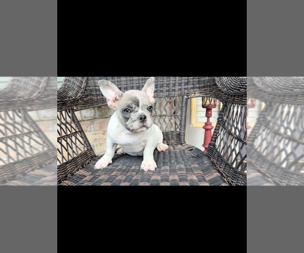 Medium Photo #1 French Bulldog Puppy For Sale in MURFREESBR, TN, USA