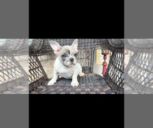 French Bulldog Puppy for sale in MURFREESBR, TN, USA