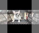Astro - Male French Bulldog Puppy for Sale - Small photo