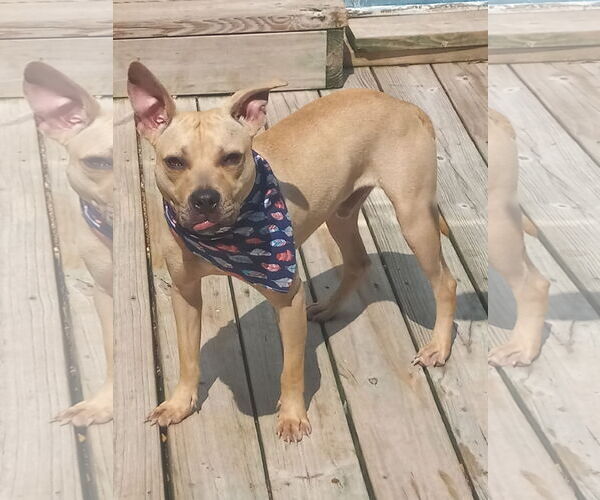 Medium Photo #17 American Pit Bull Terrier Puppy For Sale in Murfreesboro, NC, USA