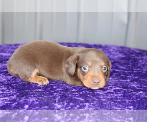 Dachshund Puppy for Sale in BLOOMINGTON, Indiana USA