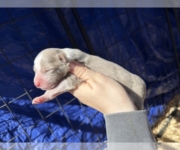 Medium Photo #1 Australian Shepherd Puppy For Sale in PISGAH, AL, USA