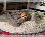 Small #8 Chihuahua
