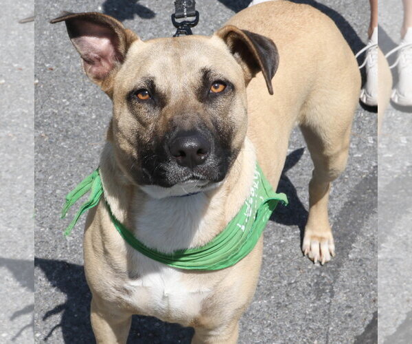 Medium Photo #4 Mutt Puppy For Sale in Washington, DC, USA