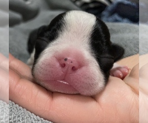 Boston Terrier-English Bulldog Mix Puppy for sale in ROCKPORT, TX, USA