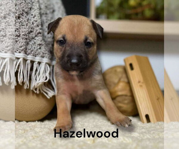 Medium Photo #4 Borador Puppy For Sale in GILBERTS, IL, USA