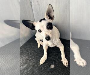Mutt Dogs for adoption in San Antonio, TX, USA