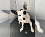 Small Mutt