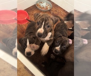 American Pit Bull Terrier Puppy for sale in BROCKTON, MA, USA
