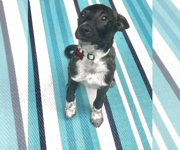Medium Photo #3 Mountain Cur-Unknown Mix Puppy For Sale in Boston, MA, USA