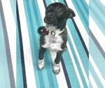 Small #2 Mountain Cur Mix