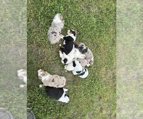 Medium Photo #1 Texas Heeler Puppy For Sale in GAINESVILLE, MO, USA