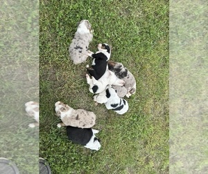Texas Heeler Puppy for sale in GAINESVILLE, MO, USA