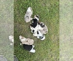 Small Photo #1 Texas Heeler Puppy For Sale in GAINESVILLE, MO, USA