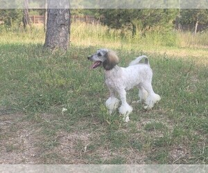 Mother of the Bernedoodle-Poodle (Toy) Mix puppies born on 02/10/2024