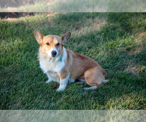 Pembroke Welsh Corgi Dog for Adoption in STRASBURG, Pennsylvania USA