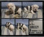 Small #2 Olde English Bulldogge