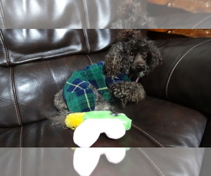 Poodle (Toy) Puppy for sale in DULUTH, GA, USA
