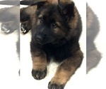 Small Photo #5 German Shepherd Dog Puppy For Sale in MUNDELEIN, IL, USA