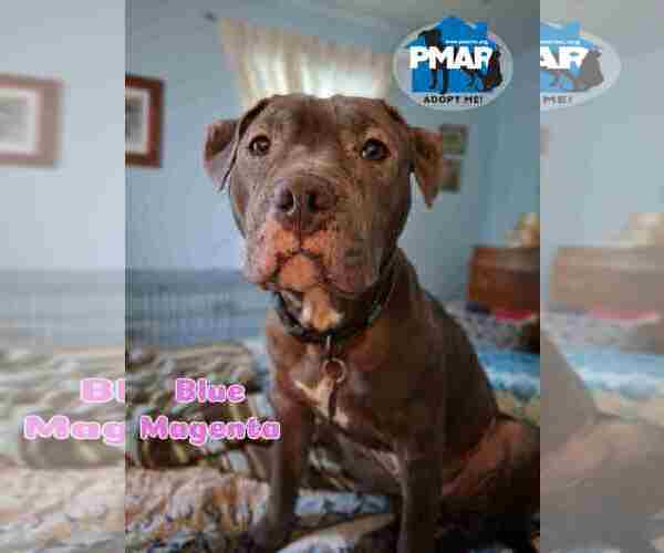 Medium Photo #4 Mutt Puppy For Sale in Binghamton, NY, USA