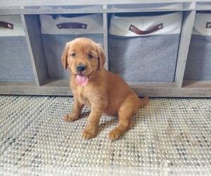 Golden Retriever Puppy for sale in SHADE GAP, PA, USA