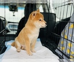Small Photo #16 Shiba Inu Puppy For Sale in FREMONT, CA, USA