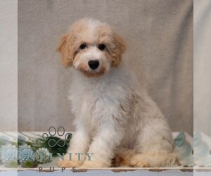 Poochon Puppy for sale in MIFFLINBURG, PA, USA