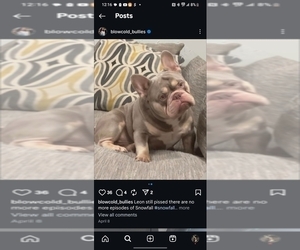 Father of the French Bulldog puppies born on 07/21/2025
