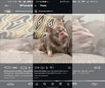 Small Photo #1 French Bulldog Puppy For Sale in SAN ANTONIO, TX, USA