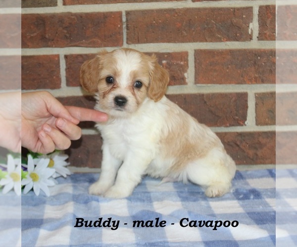 Medium Photo #4 Cavapoo (Miniature) Puppy For Sale in CLARKRANGE, TN, USA