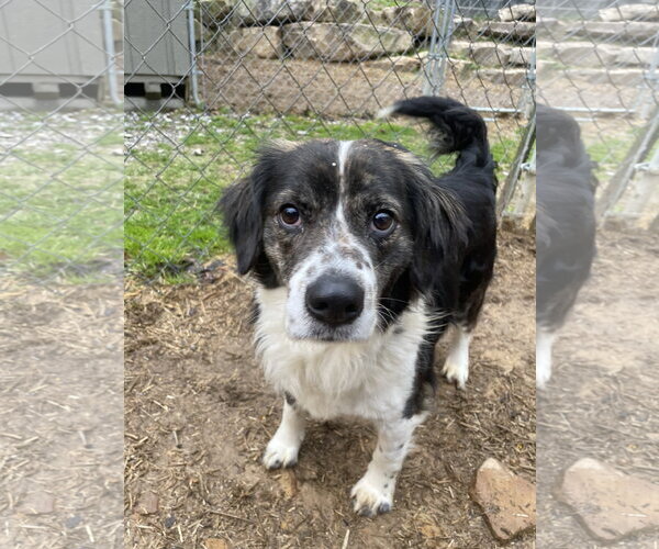 Medium Photo #3 Brittany-Unknown Mix Puppy For Sale in Curwensville, PA, USA