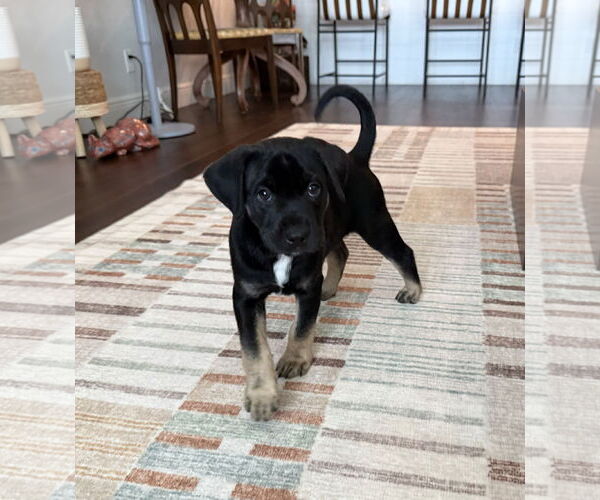 Medium Photo #1 Mutt Puppy For Sale in Royal Palm Beach, FL, USA