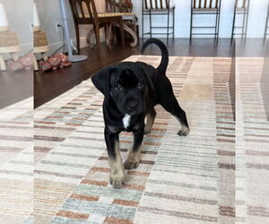 Mutt Dogs for adoption in Royal Palm Beach, FL, USA