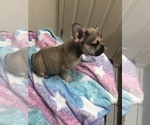 Puppy 3 French Bulldog