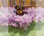 Small #1 Yorkshire Terrier