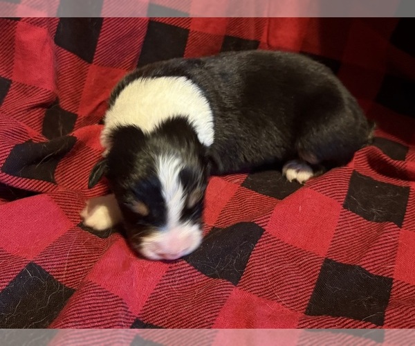 Medium Photo #3 Australian Shepherd Puppy For Sale in EUSTIS, FL, USA