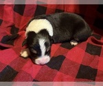 Small #2 Australian Shepherd