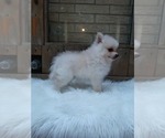 Small Photo #19 Pomeranian Puppy For Sale in CARTHAGE, TX, USA