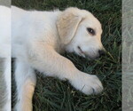 Small #58 English Cream Golden Retriever