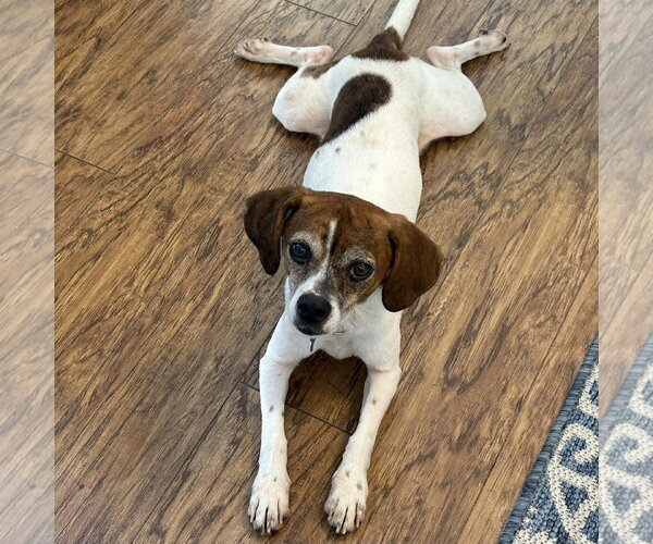 Medium Photo #2 Doxle Puppy For Sale in Batavia, OH, USA