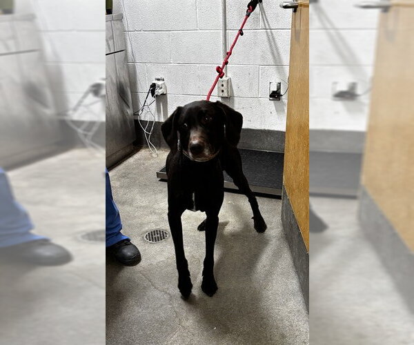 Medium Photo #1 Labrador Retriever Puppy For Sale in Forestville, MD, USA